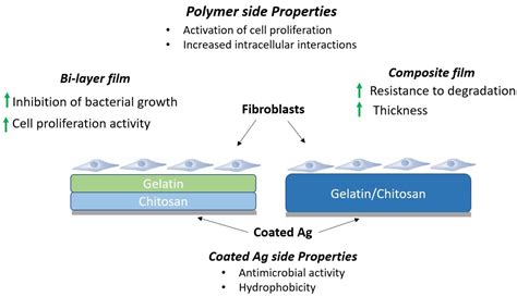  Gelatin:  생체적합성과 생분해성을 자랑하는 다재다능한 바이오 소재